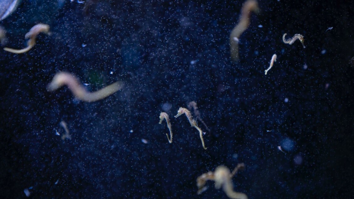 Mostra sul cambiamento climatico a Palermo, prima in Italia