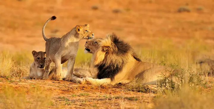 Safari in Africa: Viaggio All Inclusive Epico